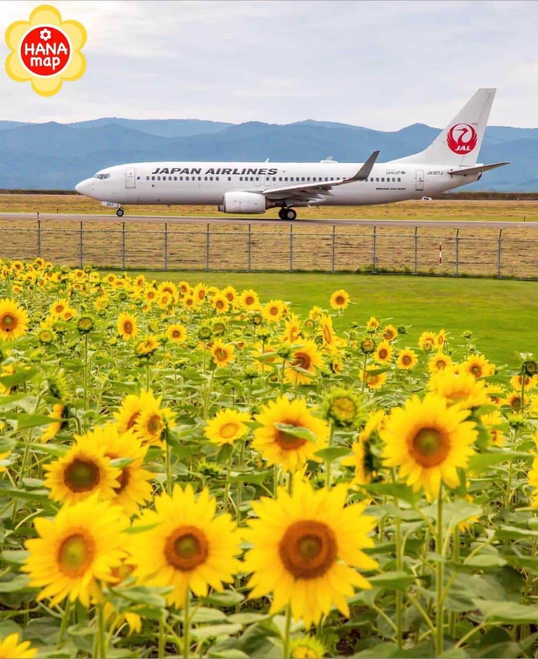 はなまっぷ❁日本の花風景のインスタグラム