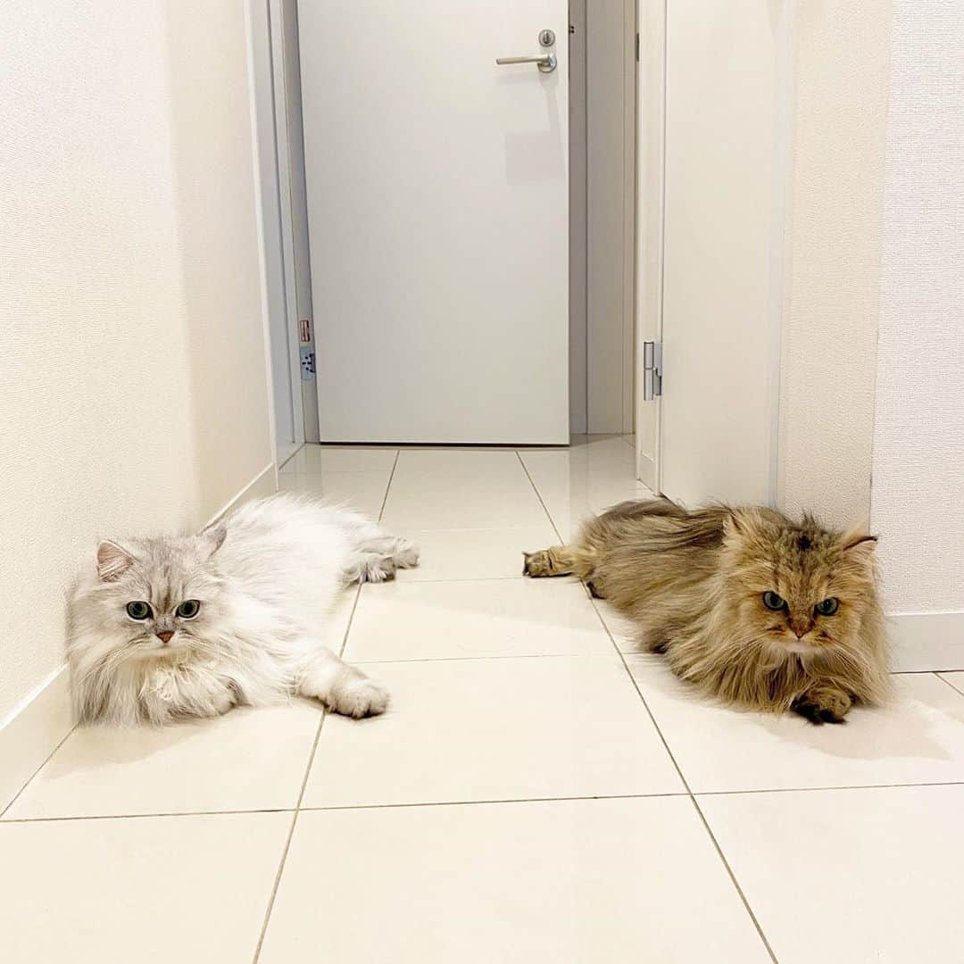 兄弟猫と私と夫の2トムのまいにちさんのインスタグラム写真 - (兄弟猫と私と夫の2トムのまいにちInstagram)「In Japan, the heat of the summer lingers for a month or so あちぃ まだあちぃ  cat#cats#pet#catsofinstagram#catstagram#catstagram_japan#instacat#cutecat#cutepetclub#bestcats#world_kawaii_cat#catoftheday#meow#bestmeow#TheDailyKitten#ねこ#ネコ#猫#ねこ部#ふわもこ部#pecoねこ部#みんねこ#チンチラ#チンチラゴールデン#チンチラシルバー#ペルシャ#みぃ豆#ふぅ豆」9月8日 13時42分 - maamiff