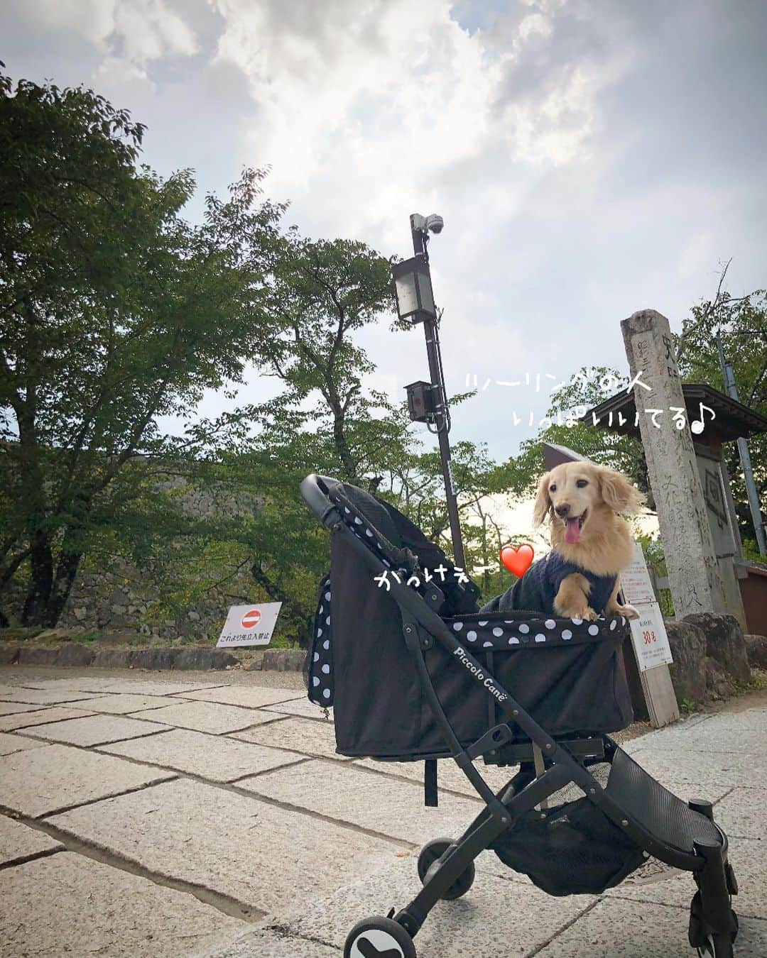 チズさんのインスタグラム写真 - (チズInstagram)「ちょっと篠山までpart3🚙💨 春は桜が綺麗🌸と ツーリングの人が教えてくれた🙆‍♀️ 来春、花見決定❗️ #兵庫県#篠山城跡 #日本百名城 🏯 #街散策 #丹波篠山 #旅は犬連れ  #Mダックス#ダックス#ミニチュアダックス #親父犬#シニア犬#ミニチュアダックスフンド #ミニチュアダックスクリーム#短足部 #短足犬#カニンヘンダックス #ダックス14歳#カニンヘンダックスフンド#犬は家族#犬のいる生活#シニアライフ#インスタでわんこみるのが日課 ♡♡」9月8日 13時40分 - sqi.chizu