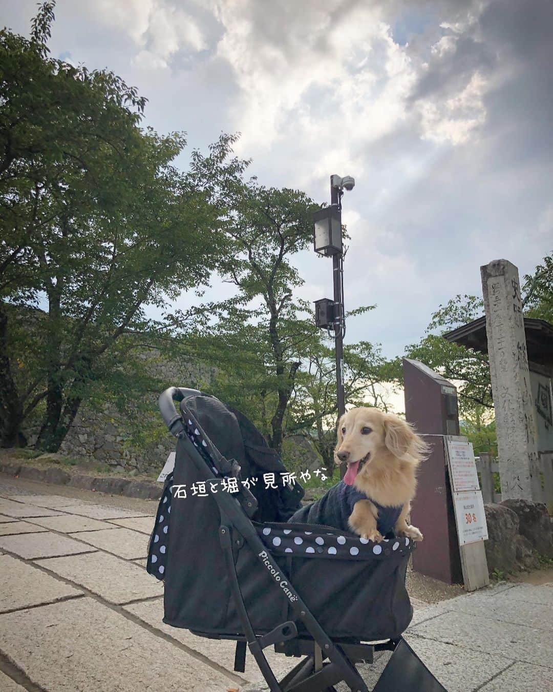 チズさんのインスタグラム写真 - (チズInstagram)「ちょっと篠山までpart3🚙💨 春は桜が綺麗🌸と ツーリングの人が教えてくれた🙆‍♀️ 来春、花見決定❗️ #兵庫県#篠山城跡 #日本百名城 🏯 #街散策 #丹波篠山 #旅は犬連れ  #Mダックス#ダックス#ミニチュアダックス #親父犬#シニア犬#ミニチュアダックスフンド #ミニチュアダックスクリーム#短足部 #短足犬#カニンヘンダックス #ダックス14歳#カニンヘンダックスフンド#犬は家族#犬のいる生活#シニアライフ#インスタでわんこみるのが日課 ♡♡」9月8日 13時40分 - sqi.chizu