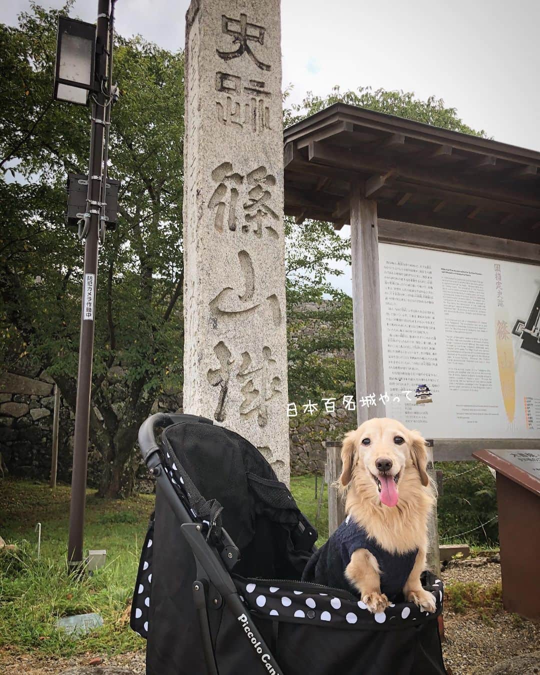 のインスタグラム：「ちょっと篠山までpart3🚙💨 春は桜が綺麗🌸と ツーリングの人が教えてくれた🙆‍♀️ 来春、花見決定❗️ #兵庫県#篠山城跡 #日本百名城 🏯 #街散策 #丹波篠山 #旅は犬連れ  #Mダックス#ダックス#ミニチュアダックス #親父犬#シニア犬#ミニチュアダックスフンド #ミニチュアダックスクリーム#短足部 #短足犬#カニンヘンダックス #ダックス14歳#カニンヘンダックスフンド#犬は家族#犬のいる生活#シニアライフ#インスタでわんこみるのが日課 ♡♡」