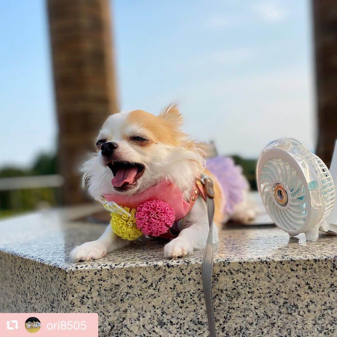 大原かおりさんのインスタグラム写真 - (大原かおりInstagram)「♡♡♡ 🐶チワワオトちゃん&ココちゃん @ori8505 ☺︎ #Otty商品 リポスト ❤︎ Ottyミスト扇風機 ☺︎ 風に当たって、とっても気持ち良さそうなオトちゃんとココちゃん🐶🐶💕 ふぁ〜〜〜ん♡ってしているお顔がメチャクチャ可愛くて癒されます😝💓 二台持ち嬉しいなぁ❣️❣️ もう少し暑い日が続きそうなので、暑さ対策してお散歩楽しんでください〜😘❤️ ⑅◡̈⑅ #Ottyの夏 #チワワ #オトちゃん #ココちゃん #てへぺろ #てへぺろ犬 #Otty扇風機 #chihuahua #chihuahuaStagram #DogStagram #奇瓦瓦 #치와와 #犬のいる生活 #いぬすたぐらむ #わんことの暮らし #🐶❤️ ♔∴∵∴∴∵∴♔∴∵∴♔∴∵∴♔∴∵∴♔∴∵∴♔∴∵∴♔∴∵∴♔∴∵∴♔∴∵∴♔ repost @ori8505 明日から、遠出するので車🚗洗車している間、ちょっとお散歩🚶‍♀️🚶‍♂️ 首にはene☆さんのcoolネックシュシュと、 ottyさんの扇風機二台持ち🌬 可愛い可愛い💕💕 今日は夕方、ちょっとだけ涼しくなったかなぁーー  #チワワ#ちわわ #ちわわ親バカ部 #チワワのいる暮らし #ちわすたぐらむ」9月8日 14時02分 - oharagaori_otty