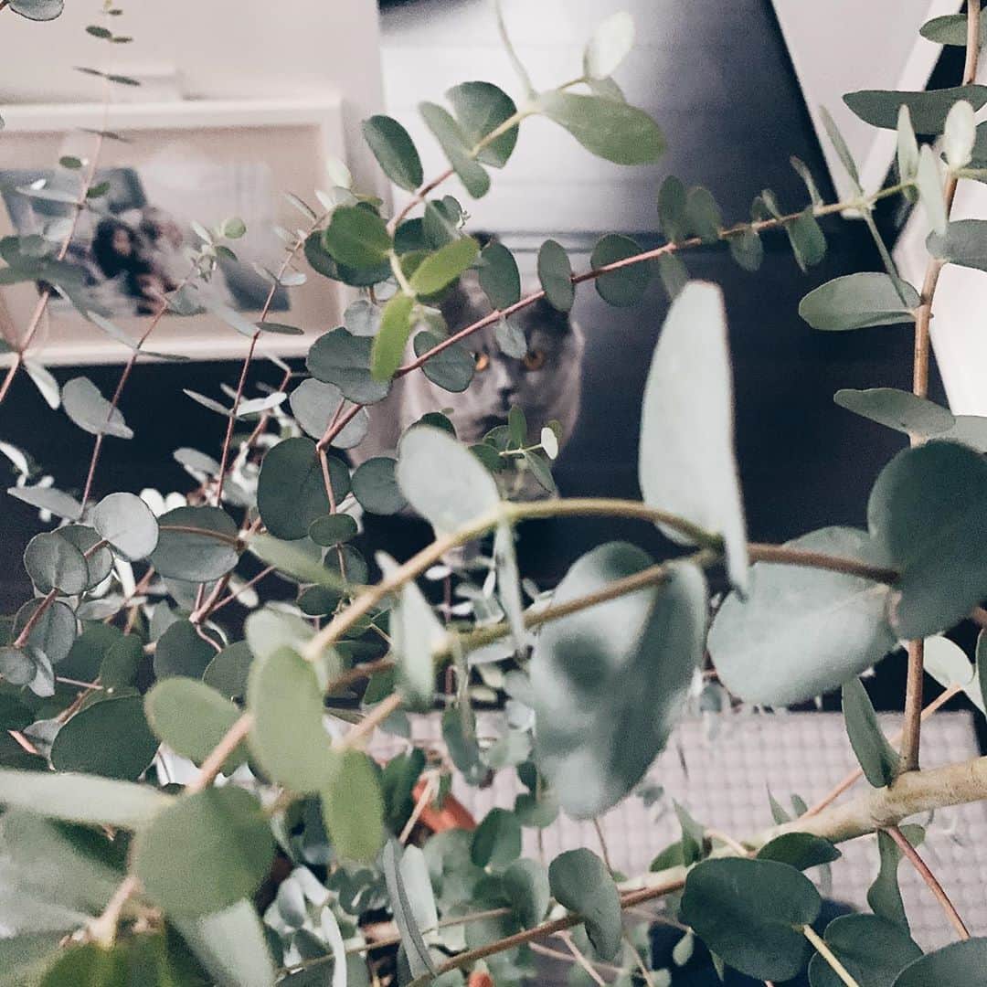 Hikaru Nakamuraさんのインスタグラム写真 - (Hikaru NakamuraInstagram)「ルーク:ジーー(またこの人は何置くつもりだろう)  と植物を配置してる僕を見つめるルーク  #観葉植物#植物#ユーカリ#ユーカリグニー#猫#ブリティッシュショートヘア#インテリア#観葉植物のある暮らし」9月8日 15時22分 - hikarunosuke