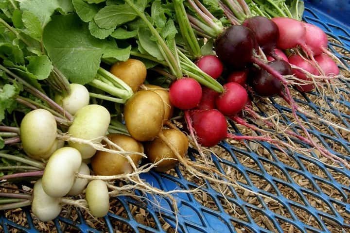 HGTVさんのインスタグラム写真 - (HGTVInstagram)「Wondering what to plant this fall? 🍂 From veggies to spring bulbs, discover when and what you can safely plant in autumn. 😍 Choose from edible garden goodies—like these radishes, which thrive in autumn's chill—to perennials like hydrangeas. 🌿 Find 25 fall plants to choose from at the link in our profile. 🔝 ⁠ ⁠ #garden #gardening #gardenlife #victorygarden #fallgarden #perennials #springbulbs」9月8日 21時01分 - hgtv