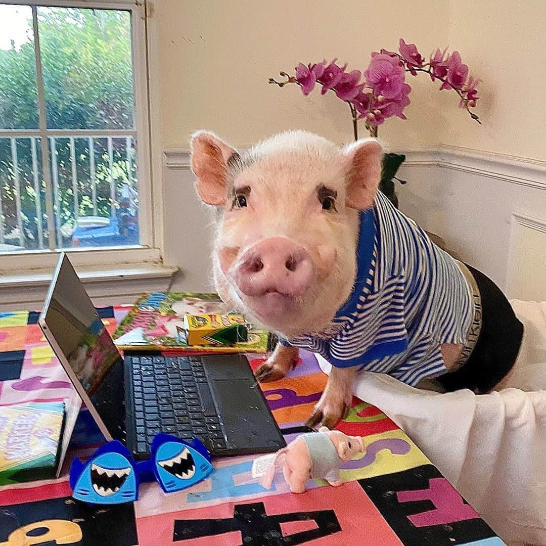 Priscilla and Poppletonさんのインスタグラム写真 - (Priscilla and PoppletonInstagram)「Oink My Goodness! Silly Pop has figured out that the camera only gets him from the waist up. So now he is logging on to class in his school uniform shirt and his Calvin Swines. He just better not forget to turn the camera off if he gets up or I’m going to be so embarrassed!🐷🖥 #onlinelearning #firstgrade #SillyPop #teacherspet #calvinswine #PrissyandPop」9月8日 21時06分 - prissy_pig