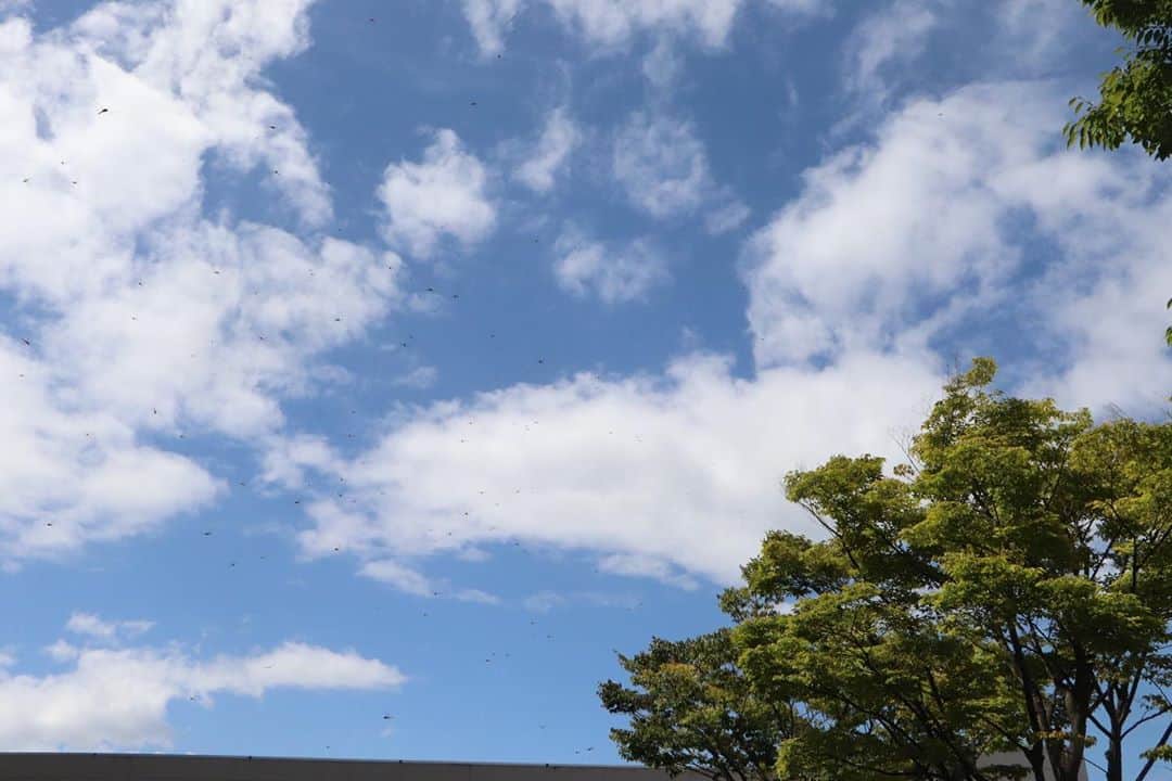 海老名市さんのインスタグラム写真 - (海老名市Instagram)「【秋の気配】﻿ 束の間の青空。とんぼの群れが、秋の訪れを感じさせてくれますね。﻿ ﻿ #好きです海老名 #住みたい住み続けたいまち海老名 ﻿ #海老名市 #秋 #笑顔 #Ebina #ロゴマーク募集中」9月8日 16時05分 - ebina_official
