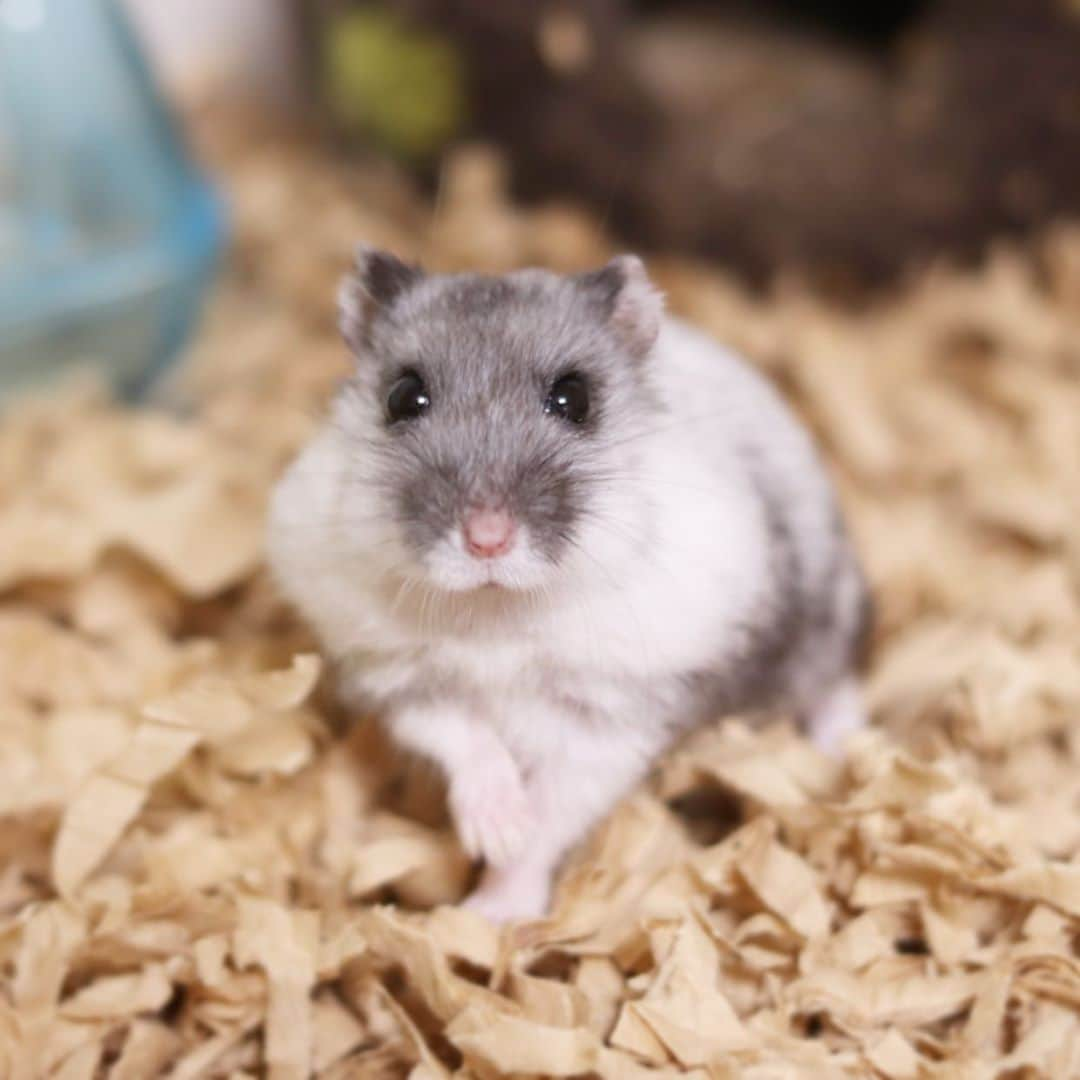 hamster_mocoのインスタグラム