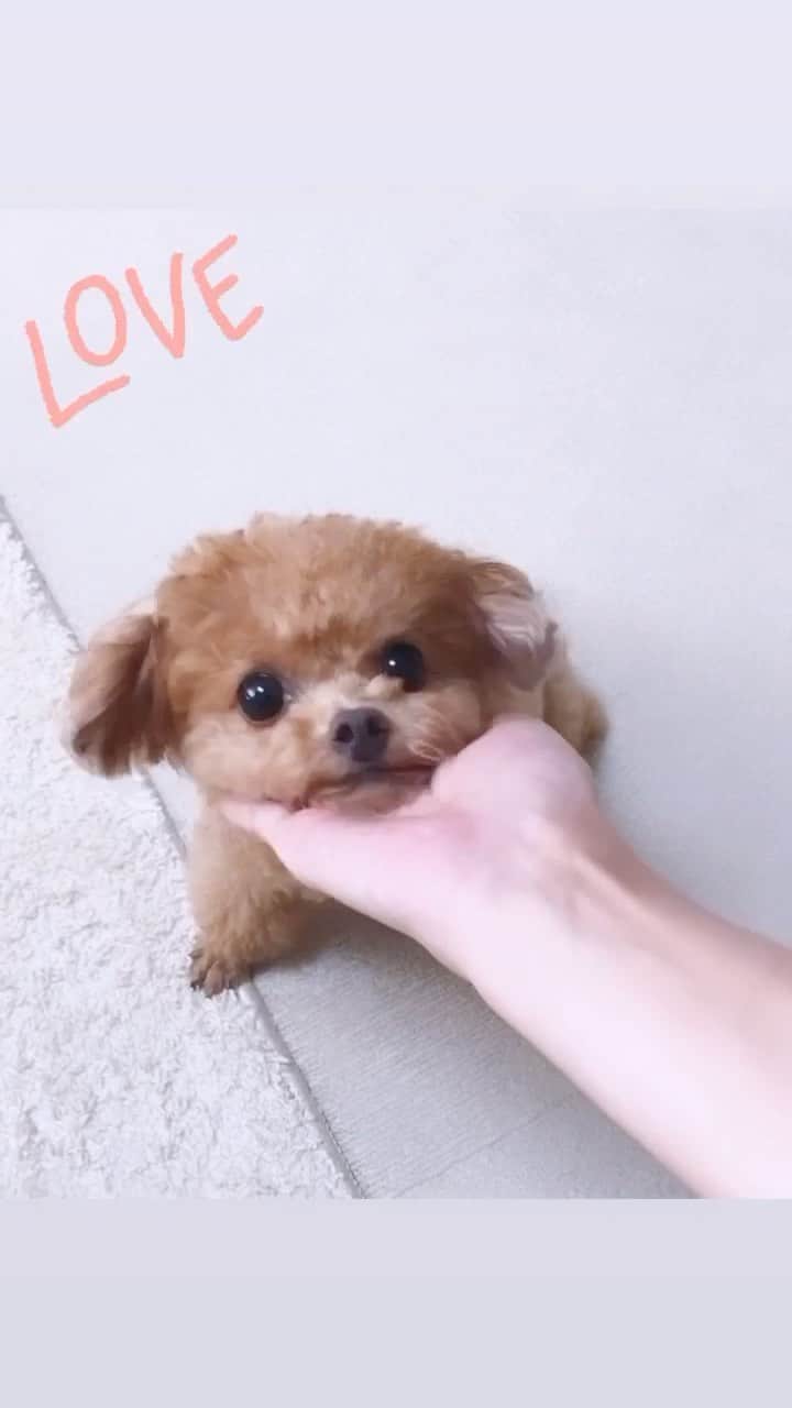 ふわのインスタグラム：「たいへんよくできました。  #toypoodle#toypoodlegram#dogsofinstagram#doglover#doglife#instadog#dog#fuwamama#ふわもこのふわ#ふわ#トイプードル#ふわもこ部#犬バカ部#親バカ部#犬のいる暮らし#いぬすたぐらむ」