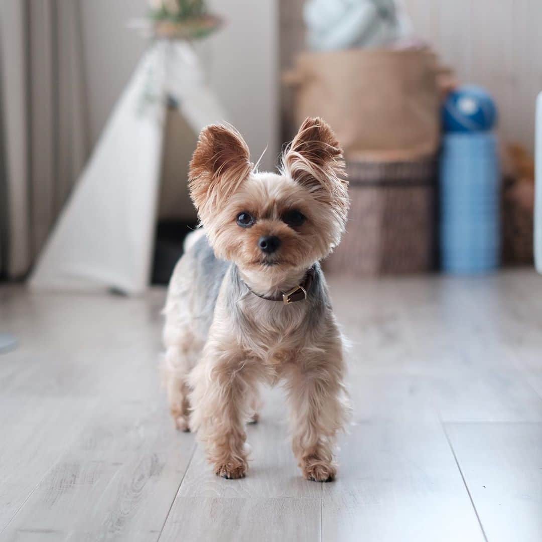 のインスタグラム：「😐😶  My human works from home and she doesn’t entertain me as I expected = bored  空気を読むルビーさんは仕事中は自ら寝室に行き1人で過ごすけど、退屈すると私の横にやってきて、ジーーーッと見つめてくるのが結構なプレッシャーな飼い主です。  #yorkie #yorkshireterrier #ヨーキー #ヨークシャテリア」