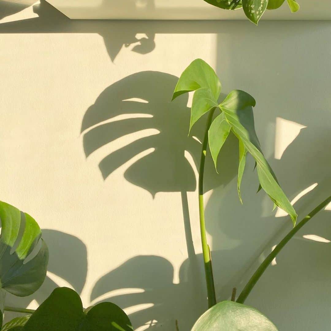 エビアン・クーのインスタグラム：「I’m known to kill all my plants, promise I won’t water them too much. Maybe you guys can teach me how to take care of it?  誕生日にもらったこのplant。 今結構気に入ってる〜可愛いでしょ」