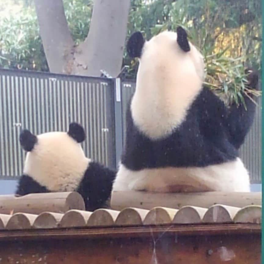 TBS「Nスタ」さんのインスタグラム写真 - (TBS「Nスタ」Instagram)「【パンダのもり　本日オープン🐼】  今日、上野動物園に「パンダのもり」がオープンしました！ 「パンダのもり」ということで井上アナと山内アナがパンダの絵を描いてくれました🎨  井上アナのパンダのこだわりは右目のくぼみだそうです。細かい！！  一方山内アナはシャンシャンのファンだそうで…シャンシャンとお母さんのシンシンのお気に入りの写真を見せてくれました！かわいい〜！！  「パンダのもり」については本日17時30分ごろからの3コマニュースでお伝えします！ シャンシャン大好き❤️山内アナのプレゼンもお見逃しなく！👀  Nスタは本日も15時49分スタートです！ ぜひご覧ください！  《Nスタ公式Twitterも更新中です！》  #井上貴博　#山内あゆ　#ホラン千秋　#Nスタ　#ニュース　#パンダ　#パンダのもり　#今日オープン　#上野動物園　#パンダの絵」9月8日 17時20分 - nst_tbs