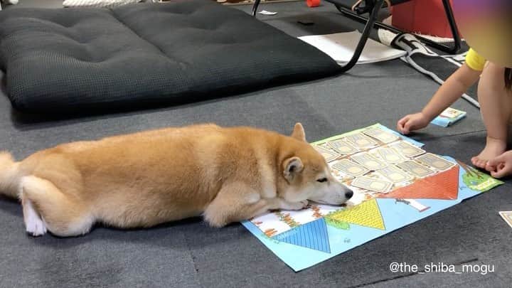 Moguのインスタグラム：「. 前回の続きなの。 #絶対どかない柴犬 #え？蚊？蚊ですか？まさかのここで蚊ですか？ #更に続くなの 👧Mogu chan move over. I'm angry. Move mogu. It's bothersome. Mogu move. Mogu chan it's bothersome. Mogu move now. Mogu. Mogu. . @the_shiba_mogu  #柴犬 #shibainu #shiba#赤柴 #redshiba#犬 #dog#しばいぬ#nannydog#犬と子供#子供と犬#柴犬と子供#柴#赤ちゃんと犬#犬と赤ちゃん#柴犬と赤ちゃん#赤ちゃんと柴犬#柴犬のいる暮らし#子守犬」