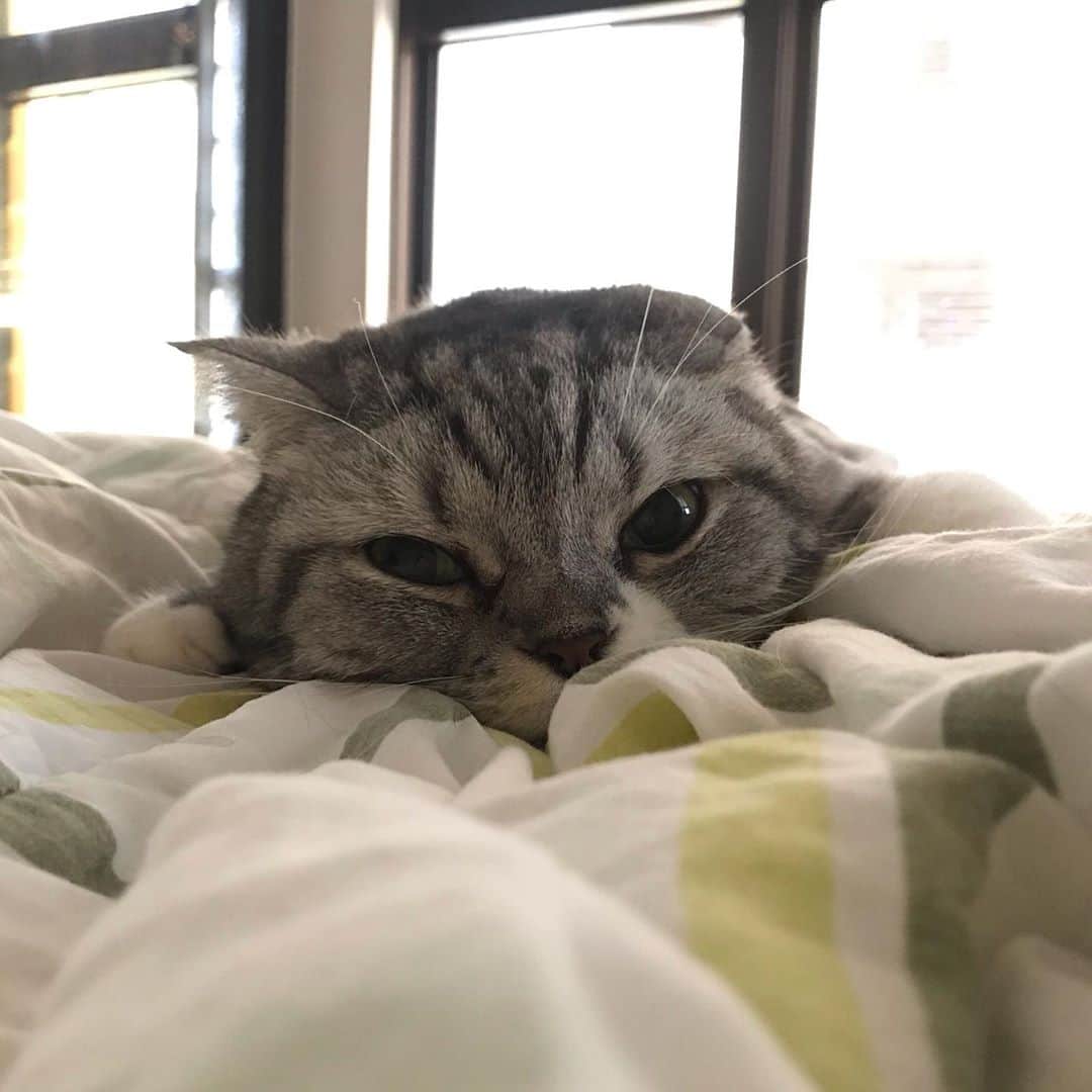 KATSUOのインスタグラム：「#cat #catstagram #catsofinstagram #instacat #cutecat #katsuo」