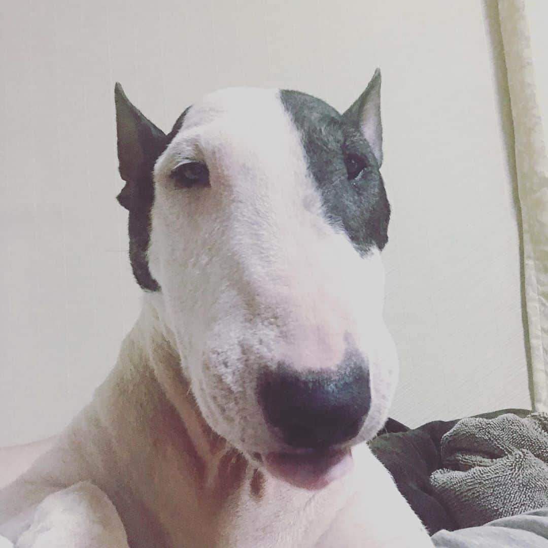 のインスタグラム：「#minituru#bull#terrier#minibullterrier#miniturubullterrier#dog#dogstagram#cute#qtaro#love#family#ミニチュア#ブルテリア#ミニチュアブルテリア#Q太郎」