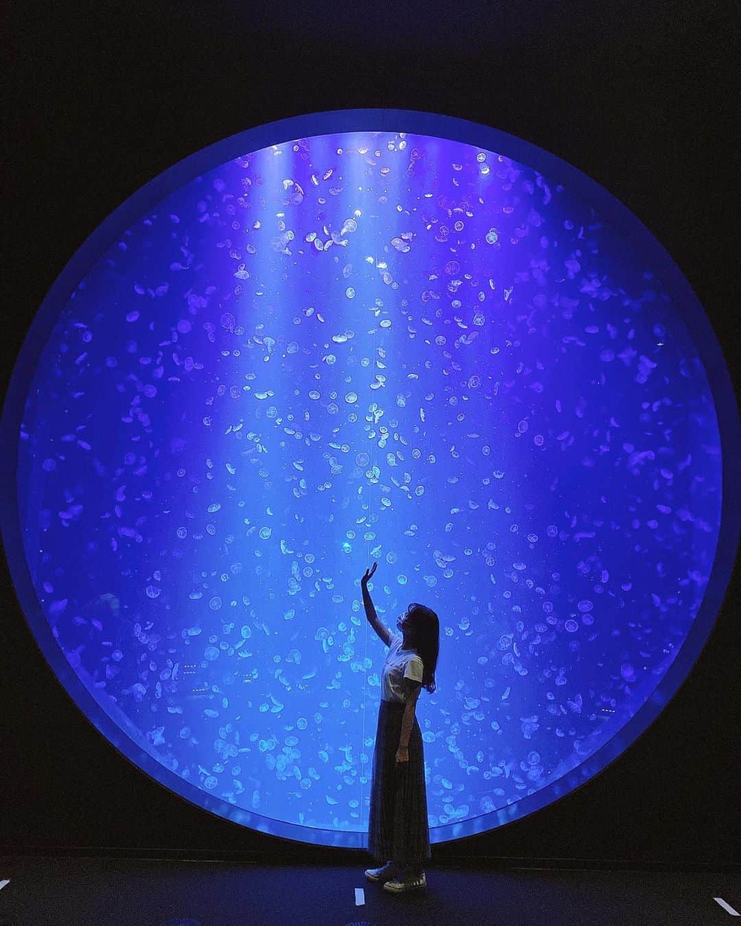 本間日陽さんのインスタグラム写真 - (本間日陽Instagram)「* 🔵🧊🔵🧊  #加茂水族館 #加茂水族館クラゲドリーム館 #水族館 #くらげ #クラゲ水族館 #山形観光」9月8日 18時29分 - hinata_homma1110