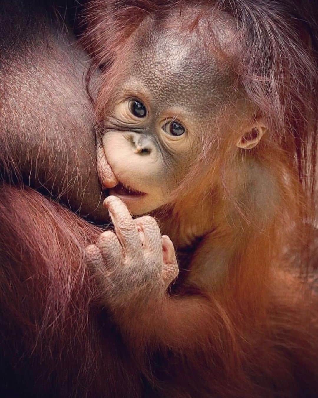 OFI Australiaさんのインスタグラム写真 - (OFI AustraliaInstagram)「Infant orangutans stay in close contact with their mothers for a long time. For the first two years of a young orangutan’s life, he or she is completely dependent on mother for food and transportation. A baby orangutan clings to his/her mother’s stomach, side, or back while she moves through the trees, and feeds on his/her mother’s breast milk.  _____________________________________ 🦧 OFIA Founder: Kobe Steele kobe@ofiaustralia.com  OFIA Patron: Dr Birute Galdikas @drbirute @orangutanfoundationintl @orangutan.canada www.orangutanfoundation.org.au 🦧 🧡 🦧 #orangutan #orphan #rescue #rehabilitate #release #BornToBeWild #Borneo #Indonesia #CampLeakey #orangutans #savetheorangutans #sayNOtopalmoil #palmoil #deforestation #destruction #rainforest #environment #nature #instanature #endangeredspecies #criticallyendangered #wildlife #orangutanfoundationintl #ofi #drbirute #ofiaustralia #FosterAnOrangutanToday」9月8日 18時34分 - ofi_australia