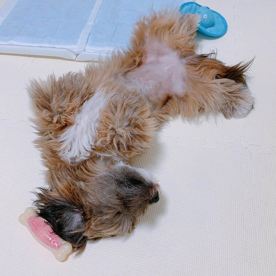 日岡なつみのインスタグラム：「おもちゃを枕におねんね😪  固いおもちゃなのによく寝れるな… と思ってたら、最後白目w (夢見てるのかな？って時たまになってる)  すみれ♀MIX犬(シーズー×トイプードル) #しゅみれぐらむ   #犬 #シープー #トイプードル #シーズー #ミックス犬 #いぬすたぐらむ🐶 #dog #dogstagram #instadog」