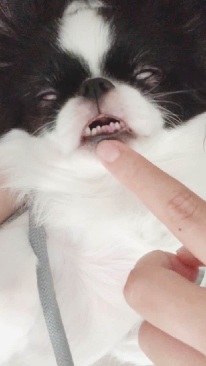 juntowaのインスタグラム：「#寝顔#白目#歯」
