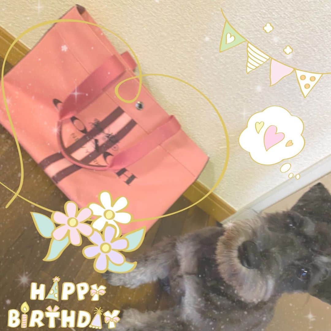 りこぴのインスタグラム：「#newbag👜  #もちゃさん #写りたがりの犬  #誕生日プレゼント #ありがとうございます🙏」