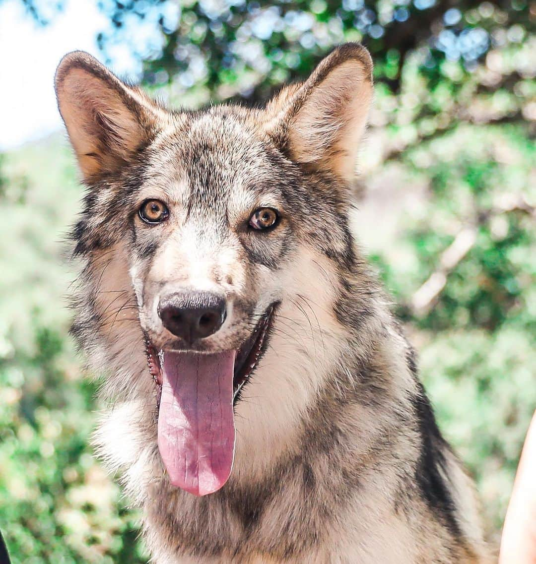 Rylaiさんのインスタグラム写真 - (RylaiInstagram)「Tongue out Tuesday CAN always be brought to you by Lucan, our baby wolf Ambassador!!  . Lucan is just over 5 months of age and is becoming such an amazing Ambassador.  While he is still referred to a “baby shark”, he is getting his big boy teeth in and starting to decrease some of the super puppy behaviors (although he is still so excited to see new people he pees on them - we are considering a “splash zone” sign!).  . Lucan has been participating in our private encounters and Photoshoots at the center. We are hoping to start doing more off site events, like our Viktor Pub Crawls #VPC20 - We are also looking into a Wine and Paint fundraiser and a wreath making fundraiser... As well as adding additional encounter options at the center!  . Our Oct mini photoshoot series with @anabeldflux sold out in less than 24 hours! We will be announcing our November and a December dates soon!  . . We have lots of amazing activities planned in the fall/winter.... so follow us to stay tuned to our adventures!! If you are looking for an amazing place to volunteers, we are looking for folks that can help with educational programs, building enclosures, clearing, weeding, design, beautification, and of course, help with the training room!  We require a 6 month commitment.  If you are a company looking for the most amazing way to donate, we are your way!  . . 📸 @anabeldflux  . . . . #lucan #wolfambassador #wolfdog #wolves #wolfconservation #conservation #animalwelfare #education #fundraising #ppp #greywolf #wolf #wolfpack #photoshoot #film #star #babyshark #growinguplucan #construction #landscape #weeding #clearing #animals #sandiego #jabcecc #photooftheday」9月9日 4時59分 - jabcecc