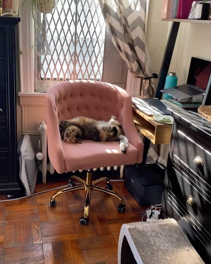 Tinaのインスタグラム：「Did you ever wonder what an adorably cute chair thief looks like? 😏」