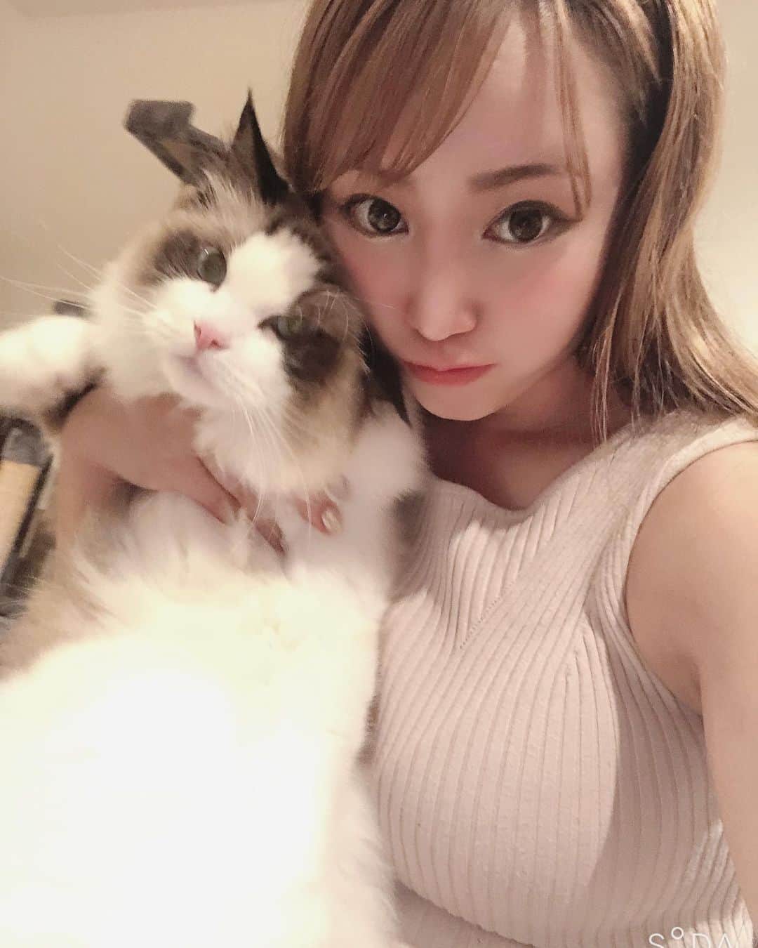 愛場れいらさんのインスタグラム写真 - (愛場れいらInstagram)「大とぅき❤️な らーたん🐱 . . . . 飼い主の自撮りに付き合わされて大変です。 皆チュールの差し入れいつもありがとう💓✨ . . . . . #撮影会モデル　#モデル #着衣巨乳　#japanesegirls #ラグドール　#着衣おっぱい  #グラビアアイドル　#instagood #instacats_meow」9月8日 21時18分 - aibareira2