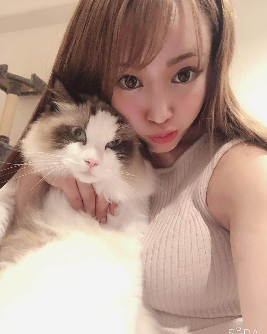 愛場れいらさんのインスタグラム写真 - (愛場れいらInstagram)「大とぅき❤️な らーたん🐱 . . . . 飼い主の自撮りに付き合わされて大変です。 皆チュールの差し入れいつもありがとう💓✨ . . . . . #撮影会モデル　#モデル #着衣巨乳　#japanesegirls #ラグドール　#着衣おっぱい  #グラビアアイドル　#instagood #instacats_meow」9月8日 21時18分 - aibareira2