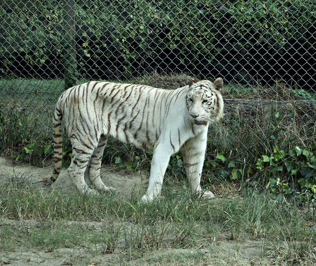 Uさんのインスタグラム写真 - (UInstagram)「🐯🦁🐿 White Tiger to cool みんなは動物何がすき？ #群馬サファリパーク  #あと少しでライオンに車壊される所だった#怖すぎた笑 #最後は癒しだよ」9月8日 21時26分 - u_antime_