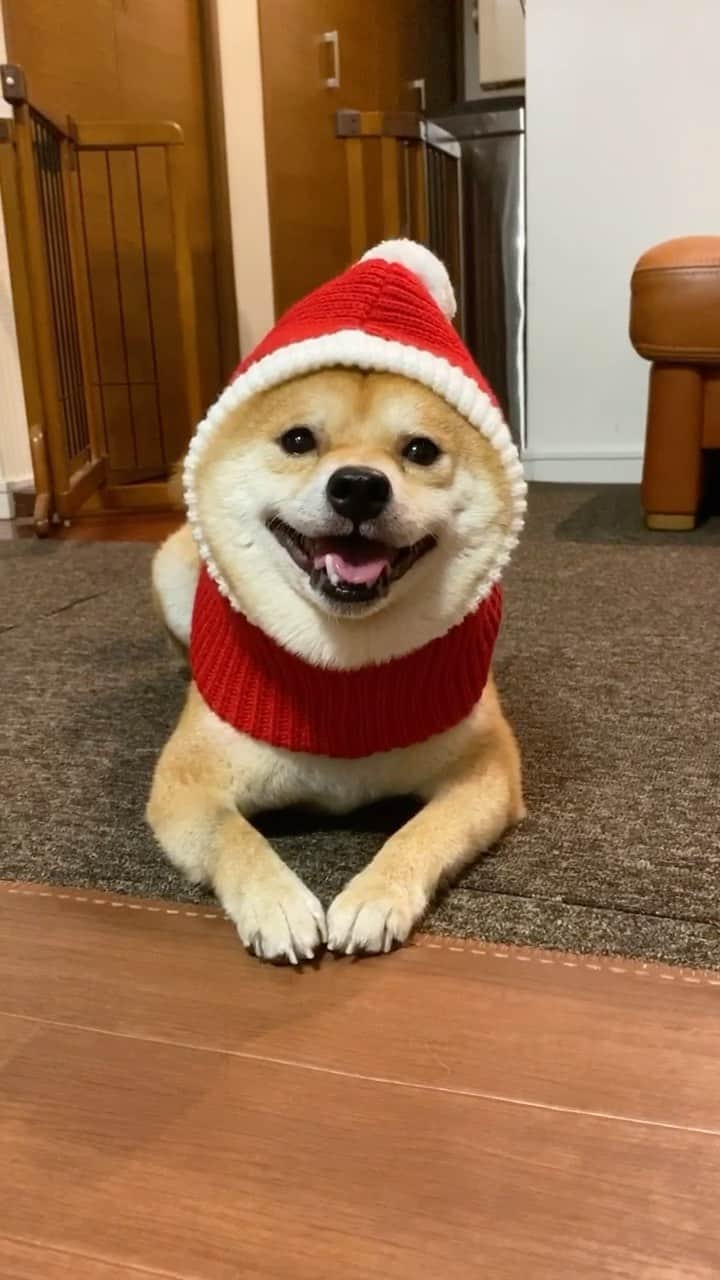 のインスタグラム：「あわてんぼう過ぎるサンタクロース千代くん🎅﻿ ﻿ #サンタクロース　#SantaClaus﻿ #Xmas #クリスマス﻿ ————————————————— #癒し  #豆柴 #柴犬 #癒しわんこ　　#9gag  #9gagpets #barked  #犬  #instacute #shiba  #cutest #adorable #shibainu #mameshiba  #시견  #dog #puppy #pet  #animal #petstagram  #anicas  #サンデイ」