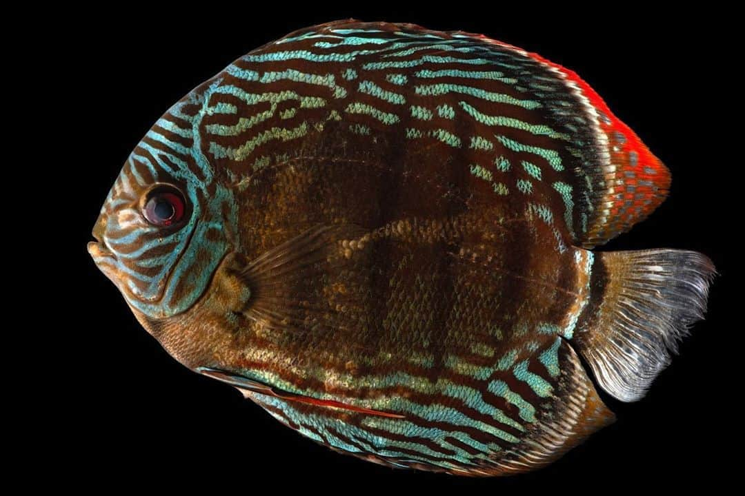 Joel Sartoreさんのインスタグラム写真 - (Joel SartoreInstagram)「The blue discus is found in the rivers of the Amazon Basin. While it can live in fast-moving whitewater, it prefers water that's still and hot, seeking out temps of 77 to 90 degrees Fahrenheit. Photo taken @officialdwazoo. #discus #bluediscus #fish #cichlid #tropical #blue #red #freshwater #rivers #warmwater #stillwater #PhotoArk #savetogether」9月8日 21時59分 - joelsartore