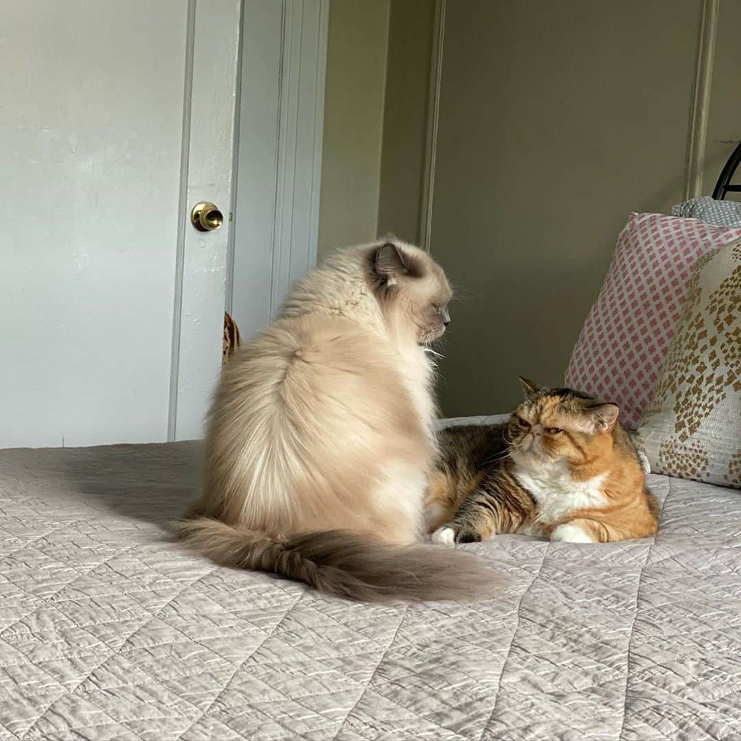 Tinaのインスタグラム：「A fight is brewing 😅」
