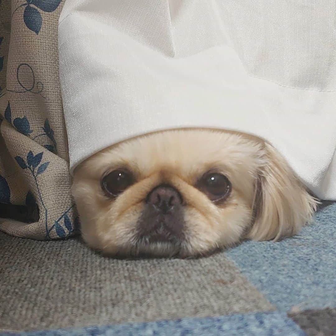 Kukkaのインスタグラム：「隠しいぬまんじうー #いぬまんじう」
