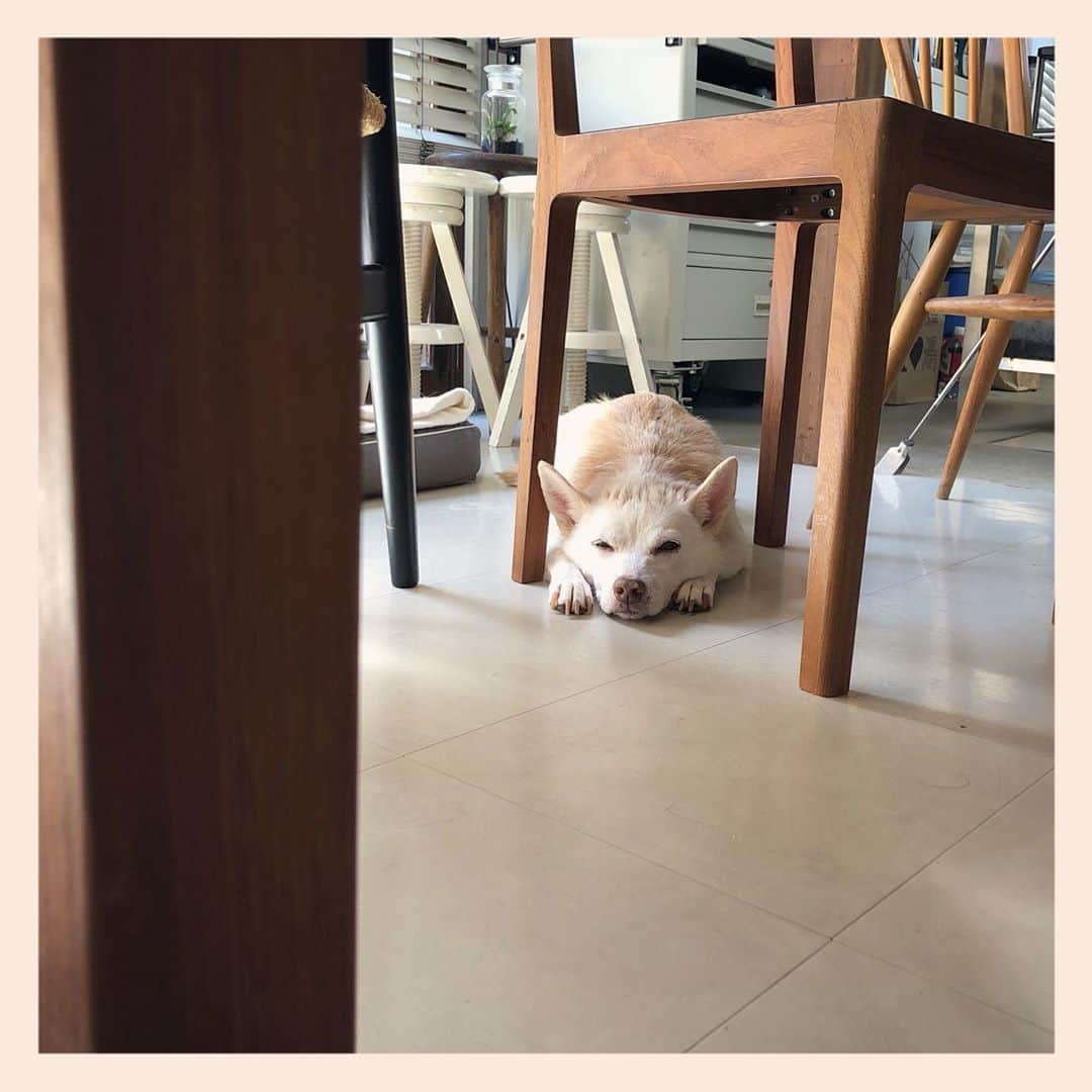 パンといっぴきのインスタグラム：「#元保護犬 #雑種犬 #crossbreed #mixdog #キップル14歳」