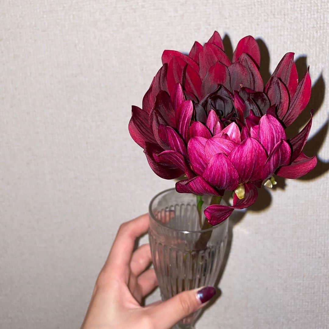 圭叶（KEYKA）さんのインスタグラム写真 - (圭叶（KEYKA）Instagram)「友達に勧められてお花を一輪だけ飾るってゆうのをしているんだけど、なんだろう凄い朝起きた時とか特に清々しい🌹 お花の力凄い🌺  #ダリアってゆうお花。 私の大好きでたまらないディズニー作品のアラジン🧞ジャスミンの親友の名前もダリア。季節のお花なんだって素敵👈🏻」9月8日 22時17分 - https.keyka
