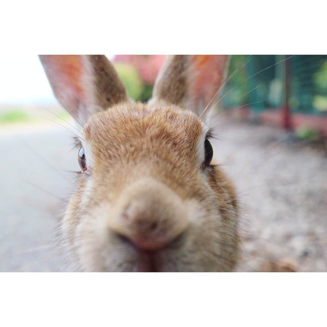 三倉佳奈さんのインスタグラム写真 - (三倉佳奈Instagram)「写真見返してます。  はぁーかわいい。  癒されて寝ます🐇  #ブログupしました #ameblo」9月8日 22時15分 - kana_mikura0223