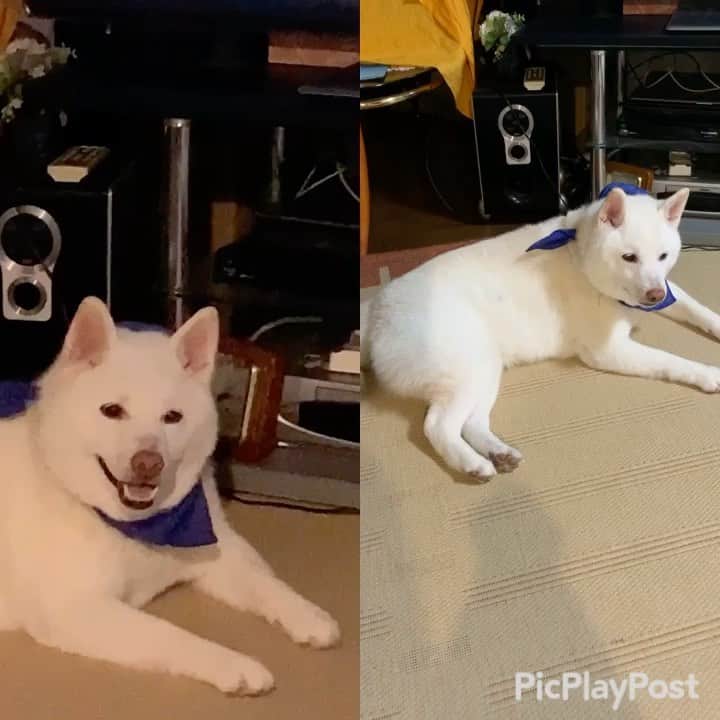Jacknomamaのインスタグラム：「☆今日のワンコ☆  お陰様でピョコタン、ピョコタンと痛々しかった前🐾あしが治りました〜👋🐶 病院には行かず様子見でしたがお陰様で復活しました。　 ご心配頂き有難う御座いました❣️🙇🏻‍♀️💦🙏 . #治ったから #パパを許す #ドアはそーっとだよ #しばいぬ #しろしば #ツンツン犬 #柴犬 #白柴 #白柴ジャック #忠犬には程遠い #ペットじゃないよ #家族だよ #愛犬 #shiba #shibaken #shibainu #shiroshiba #insta_dog #insta_dogs」