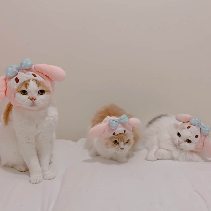 のんたのインスタグラム：「久しぶりの3ショットはマイメロちゃん🐰 ・ #scottishfold #catstagram_japan #catsofinstagram #cats_of_instagram#catoftheday #ilovemycat #bestmeow #catlover #cutecat #kittensofinstagram #cute #スコティッシュフォールド#sanrio#マイメロ#mymelody」