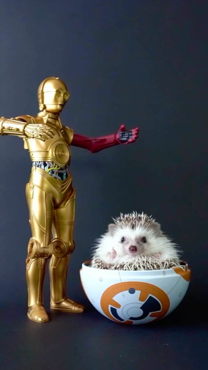 ダーシーのインスタグラム：「BB-8 vs Koala🦔💨」