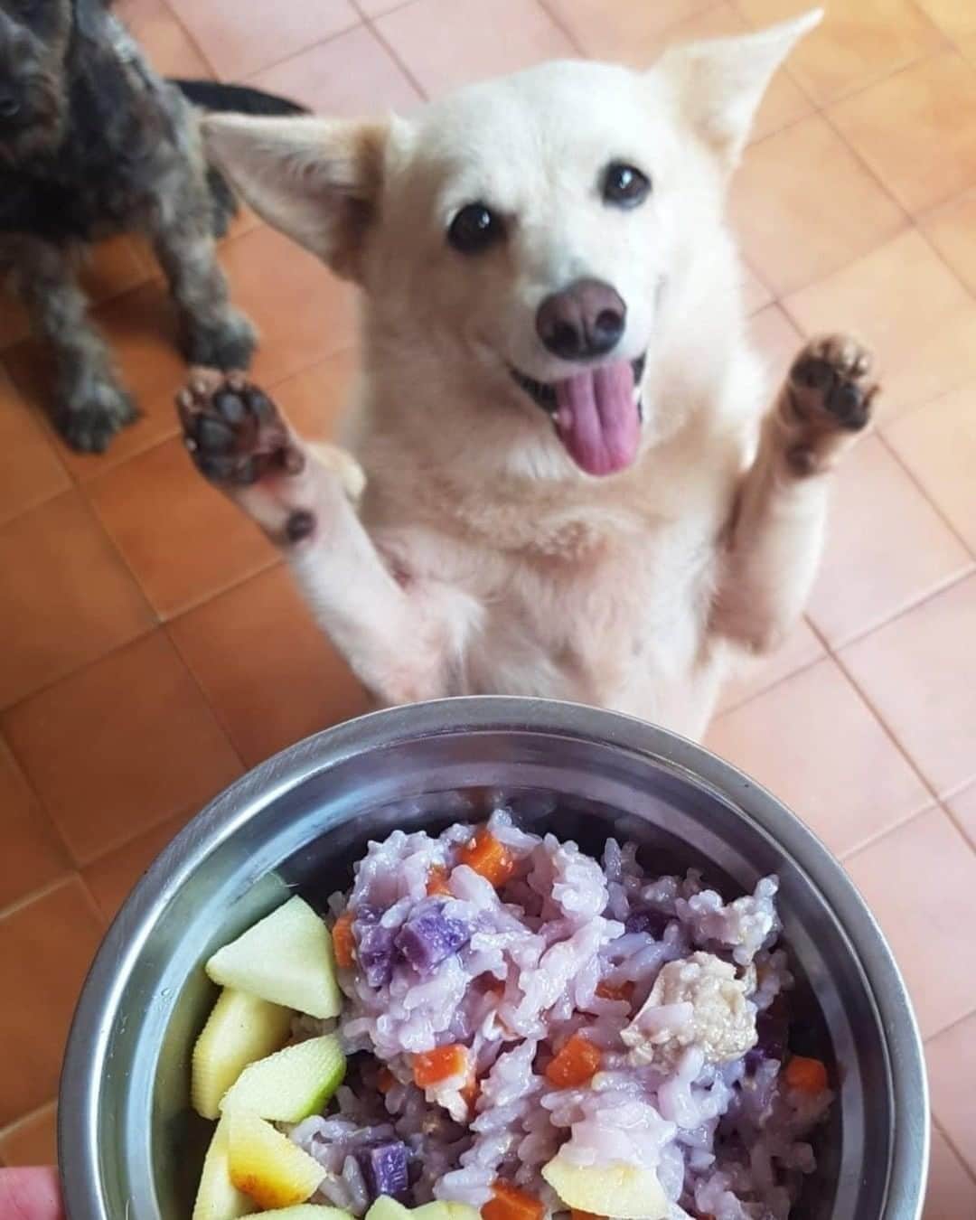 8crapさんのインスタグラム写真 - (8crapInstagram)「Yay! It’s dinner time! 🐾 - Hashtag #barkedtongueout on your doggo’s tongue out photos/videos and get a chance to be featured! - 📷 Eva Seow  FB - #TheBarkedClub #barked #tongueouttuesday #tot #👅 #😛 #dog #doggo」9月8日 23時00分 - barked