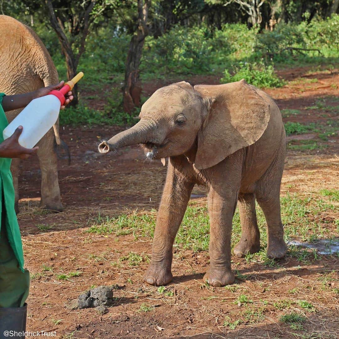 マリア・メノウノスさんのインスタグラム写真 - (マリア・メノウノスInstagram)「Meet Naleku! She is still learning how to trumpet – just one of the things she’ll need to master before she can return to the wild.  She’s being cared for by humans at the @sheldricktrust elephant orphanage in Kenya after her mother died. They provide all the creature-comforts she needs including regular milk and mud baths.  #TuesdayTales」9月8日 23時03分 - mariamenounos