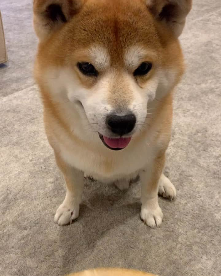 shibainu berryのインスタグラム