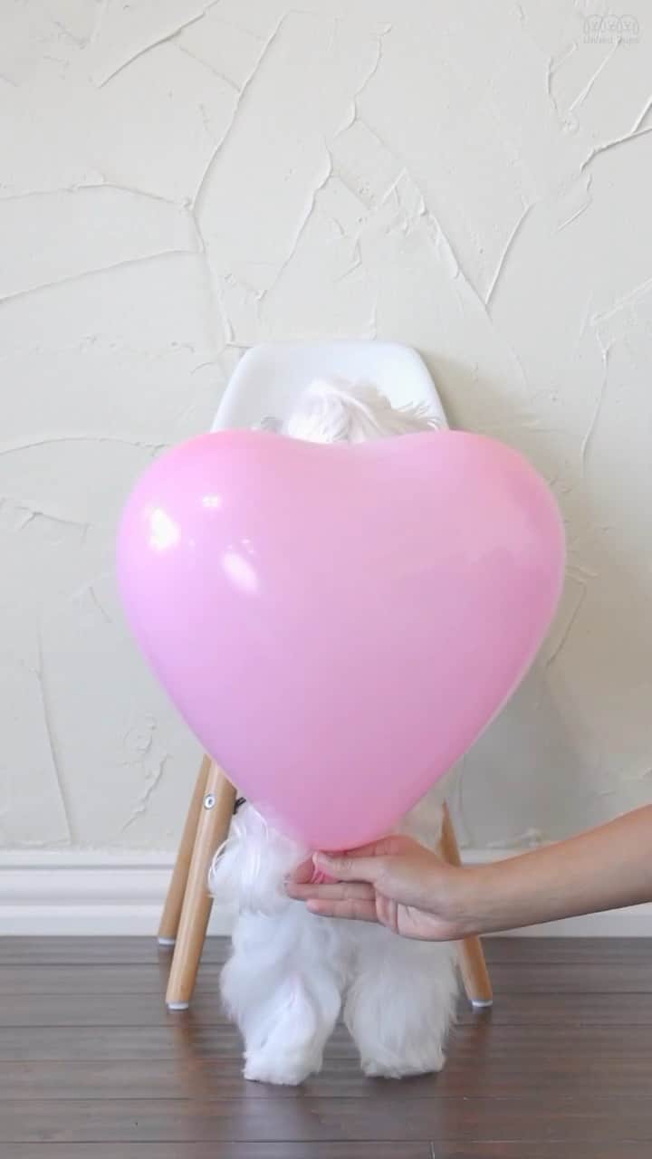 hi.arodのインスタグラム：「My heart will go on and on...💓 ・・  #myheartwillgoon#myheart#heartballoon#magicpower#itsmagic#itsmagical#magiclove#loveishere#lovewins#myheart#myheart❤️#farted#ifarted#fart#happybirthday#celebrate#celebratelife#clapyourhands#lifeisfunny#cheers#thisisfunny#lol#funnydog#funnydogvideos#funnydogsofinstagram#reels#reelsinstagram#maltese#morkie#maltipoo」
