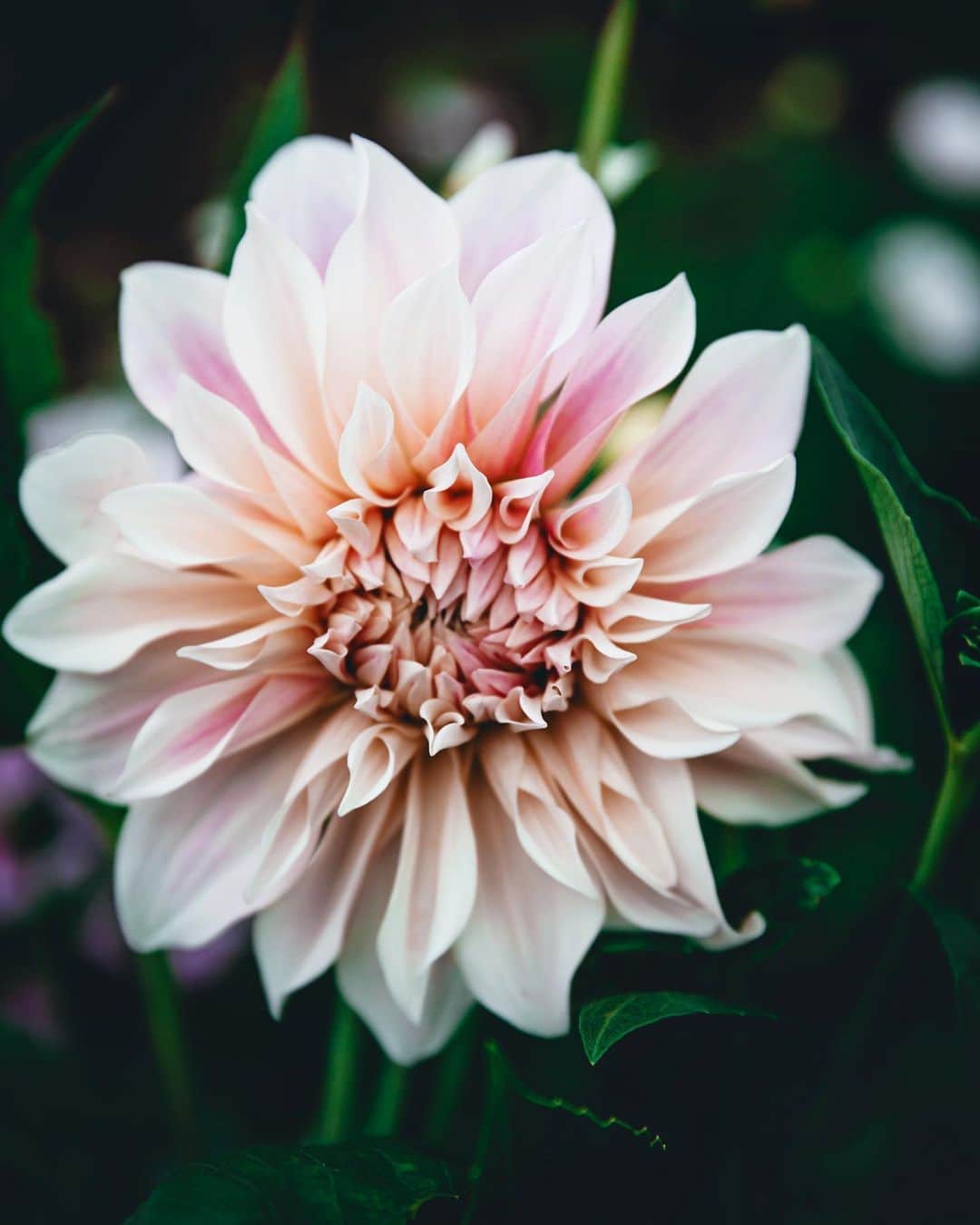Linda Lomelinoのインスタグラム：「Dahlia ✨ @lofskogstradgard」