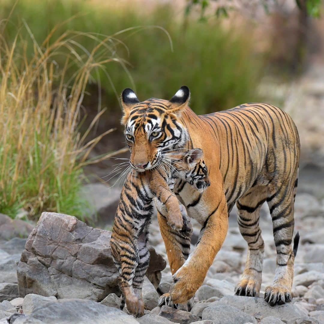 Discoveryさんのインスタグラム写真 - (DiscoveryInstagram)「Back to school.📝 #TigerTuesday   #parenthood #tigermom #bigcatsofinstagram #learningathome」9月8日 23時33分 - discovery