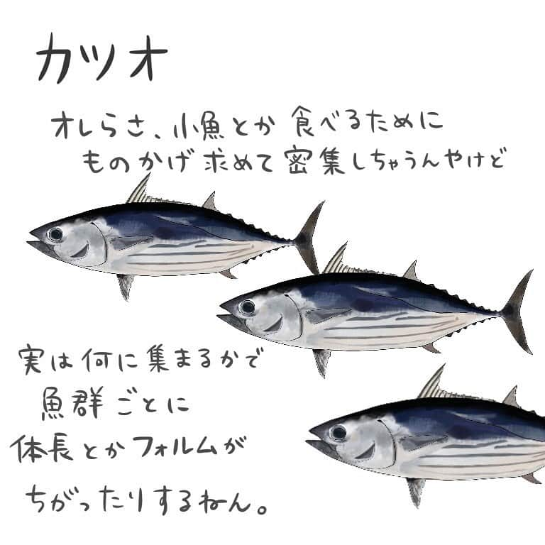 高本采実さんのインスタグラム写真 - (高本采実Instagram)「🐟 4コマ水産学「カツオ」  隠れ場所としてや、 漂流木や流れ物につく 天然餌料となる小魚を摂餌するため (エサを食べるため) ものかげを求めて密集する習性があるカツオ🐟  そんなカツオ、群れを成すのですが この群れにもタイプがあるのです。  ◆瀬付魚群 魚礁や小島周りなど、 瀬につくタイプの魚群 （＊瀬...流れが速く水深が浅い場所）  体長41〜60cm（2〜3才魚） のカツオが群れています。  40cm以下（1才魚）や61cm以上（4,5才魚）が この群れに混ざっていることは稀です。  魚群内のカツオの90%は 体長サイズ差が8cm以内！ と、同じサイズのカツオが群れているのです。  そして比較的痩せ型なんです。  ◆鳥付魚群 鳥につくタイプの魚群。  体長20〜80cm（1〜5才魚） のカツオが群れています。  魚群内のカツオの70%は 体長サイズ差が8cm以内！ ほぼ同じサイズ(単一年令) のカツオが群れているのです。  また、50cm級を境に 若令魚→痩せ型 大型化→肥満型へ移行 と、魚体が大型化するに伴って肥満型になっていきます。  ◆もの・生物付魚群 木などの流れ物や、サメ・クジラなどの生き物につくタイプの魚群。  漂流物：25〜60cm（1〜3才魚） →体長誤差範囲：6〜25cm サメ・クジラ：31〜60cm（1〜3才魚） →体長誤差範囲：10〜27cm  なんとこのグループには、 61cm以上はほぼいません。  そして、この もの・生物付魚群、 25〜35cm（1才魚）は 鳥付魚群よりも肥満型🐟 50cm以上の大型化になるにつれて痩せ型となっていくのです。  総じてこの"もの・生物付魚群タイプ"は 複数の年令魚が混ざる混成群なのです🐟 . . . . . #4コマ水産学 #カツオ #鰹 #青物 #ジギング #キャスティング #一本釣り #魚の豆知識 #なるほど水産学 #ナルホド水産学 #水産学 #豆知識 #生態 #魚好き  #水族館好き  #イラスト #魚イラスト #いらすとぐらむ  #釣り #釣り好き #釣りガール #アングラー #angler #fishinggirl #钓鱼 #魚と釣りと時々料理 #さかなのきもち #高本采実 #あやみん  #ayamistagram」9月8日 23時37分 - ayami__summer