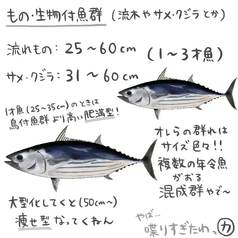 高本采実さんのインスタグラム写真 - (高本采実Instagram)「🐟 4コマ水産学「カツオ」  隠れ場所としてや、 漂流木や流れ物につく 天然餌料となる小魚を摂餌するため (エサを食べるため) ものかげを求めて密集する習性があるカツオ🐟  そんなカツオ、群れを成すのですが この群れにもタイプがあるのです。  ◆瀬付魚群 魚礁や小島周りなど、 瀬につくタイプの魚群 （＊瀬...流れが速く水深が浅い場所）  体長41〜60cm（2〜3才魚） のカツオが群れています。  40cm以下（1才魚）や61cm以上（4,5才魚）が この群れに混ざっていることは稀です。  魚群内のカツオの90%は 体長サイズ差が8cm以内！ と、同じサイズのカツオが群れているのです。  そして比較的痩せ型なんです。  ◆鳥付魚群 鳥につくタイプの魚群。  体長20〜80cm（1〜5才魚） のカツオが群れています。  魚群内のカツオの70%は 体長サイズ差が8cm以内！ ほぼ同じサイズ(単一年令) のカツオが群れているのです。  また、50cm級を境に 若令魚→痩せ型 大型化→肥満型へ移行 と、魚体が大型化するに伴って肥満型になっていきます。  ◆もの・生物付魚群 木などの流れ物や、サメ・クジラなどの生き物につくタイプの魚群。  漂流物：25〜60cm（1〜3才魚） →体長誤差範囲：6〜25cm サメ・クジラ：31〜60cm（1〜3才魚） →体長誤差範囲：10〜27cm  なんとこのグループには、 61cm以上はほぼいません。  そして、この もの・生物付魚群、 25〜35cm（1才魚）は 鳥付魚群よりも肥満型🐟 50cm以上の大型化になるにつれて痩せ型となっていくのです。  総じてこの"もの・生物付魚群タイプ"は 複数の年令魚が混ざる混成群なのです🐟 . . . . . #4コマ水産学 #カツオ #鰹 #青物 #ジギング #キャスティング #一本釣り #魚の豆知識 #なるほど水産学 #ナルホド水産学 #水産学 #豆知識 #生態 #魚好き  #水族館好き  #イラスト #魚イラスト #いらすとぐらむ  #釣り #釣り好き #釣りガール #アングラー #angler #fishinggirl #钓鱼 #魚と釣りと時々料理 #さかなのきもち #高本采実 #あやみん  #ayamistagram」9月8日 23時37分 - ayami__summer