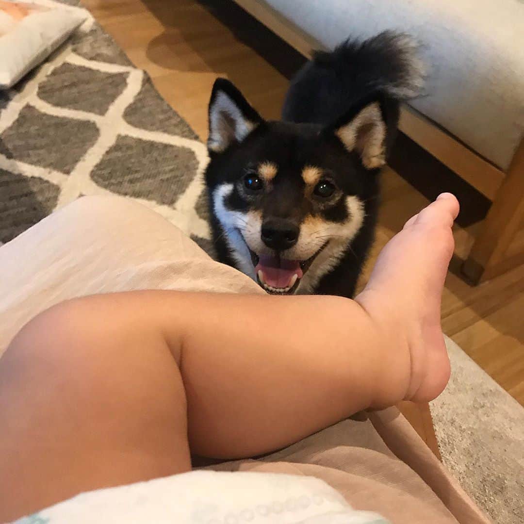 まめ丸のインスタグラム：「* * ちび丸くんのあしとぼく🐶💓 * #ムチムチ #まめ丸とちび丸 シリーズ * #柴犬#豆柴#柴#黒柴#犬#いぬのきもち#shiba#shibainu#shibastagram#shibadog#puppy#instadog#dogstagram#dog#instashiba#petstagram#pet#cutepetclub#강아지#멍스타그램#doglover#ilovemydog#weeklyfluff」