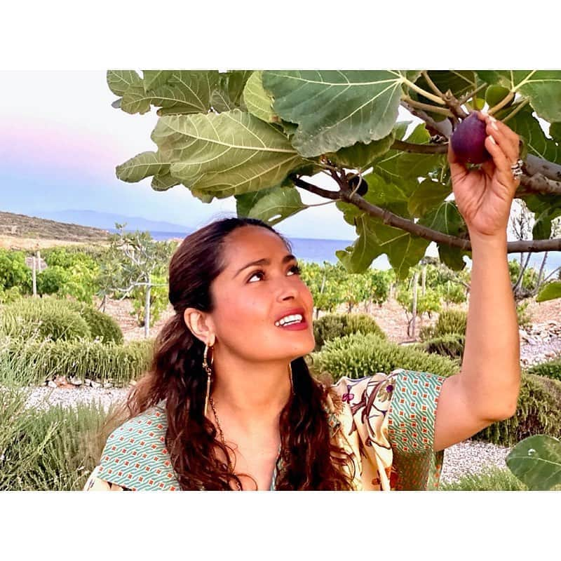 サルマ・ハエックさんのインスタグラム写真 - (サルマ・ハエックInstagram)「Nothing like picking fruit straight from the tree... 🌳 I LOVE #figs! What’s your favourite fruit to pick? Thank you #nature.  ⠀⠀⠀⠀⠀⠀⠀⠀⠀ Nada como cortar la fruta directamente del árbol. 🌳 AMO a los #higos! Cual es tu fruta favorita? Gracias #naturaleza.」9月9日 1時04分 - salmahayek