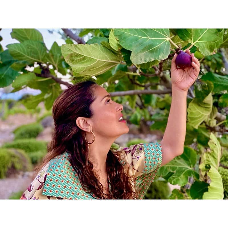 サルマ・ハエックさんのインスタグラム写真 - (サルマ・ハエックInstagram)「Nothing like picking fruit straight from the tree... 🌳 I LOVE #figs! What’s your favourite fruit to pick? Thank you #nature.  ⠀⠀⠀⠀⠀⠀⠀⠀⠀ Nada como cortar la fruta directamente del árbol. 🌳 AMO a los #higos! Cual es tu fruta favorita? Gracias #naturaleza.」9月9日 1時04分 - salmahayek