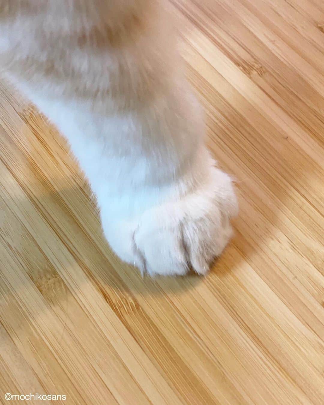 もちさん / mochiのインスタグラム